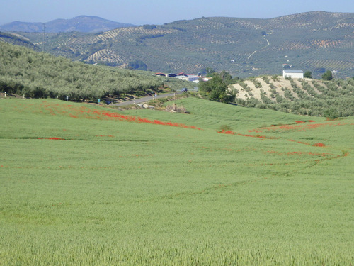 Poppies, Poppies, Poppies...